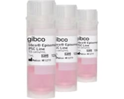 Human Stem Cell Lines and Cell Cultures