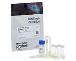 Antibody Production and Purification Reagents and Kits