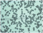 https://www.dev3.thermofisher.com/content/dam/LifeTech/Images/Brands/search/default-brand.jpg