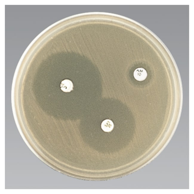 Haemophilus Test Medium (HTM)