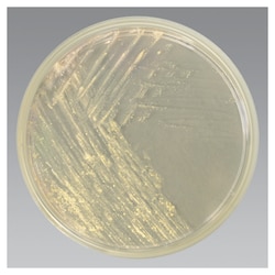 Middlebrook 7H11 Agar