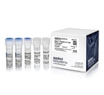 BigDye™ Terminator v3.1 Cycle Sequencing Kit