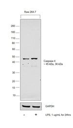 https://www.thermofisher.com/content/dam/LifeTech/Images/Brands/search/default-brand.jpg