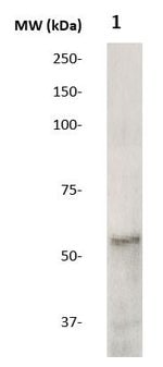 https://www.thermofisher.com/content/dam/LifeTech/Images/Brands/search/default-brand.jpg
