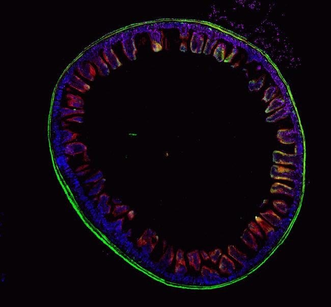 Click-iT® TUNEL assay in mouse intestine expressing GFP