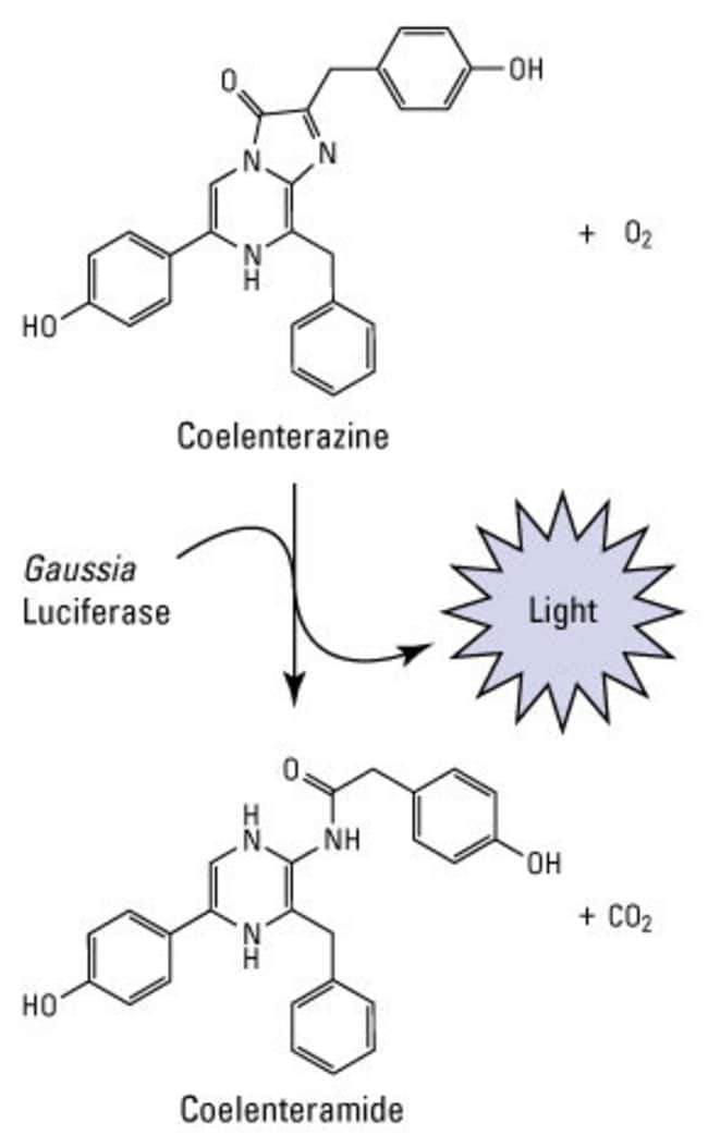 <em>Gaussia</em> luciferase reaction