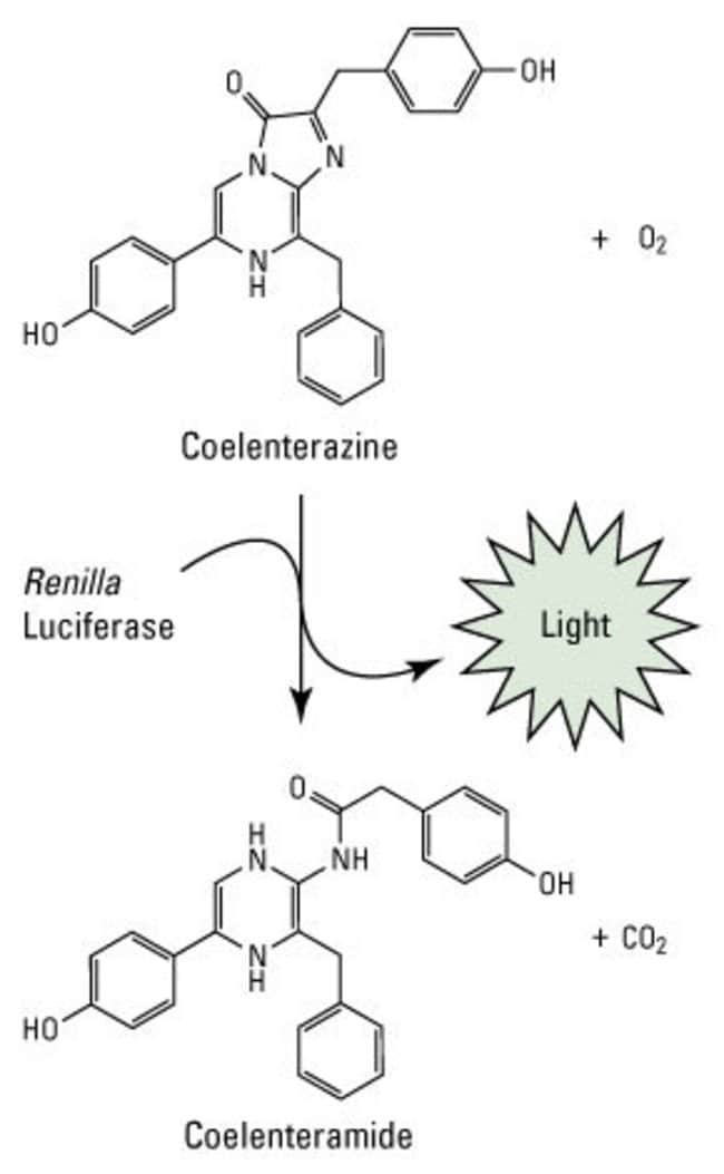 <em>Renilla</em> luciferase reaction