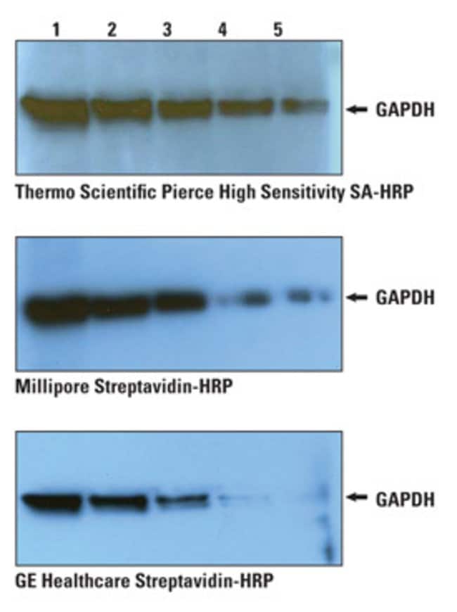 High Sensitivity HRP Conjugates provide superior performance in Western blotting