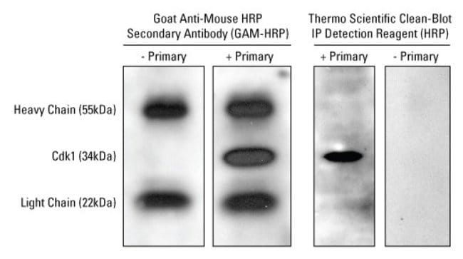 Detect target proteins on Western blots with Clean-Blot IP Reagents without detecting endogenous IgG