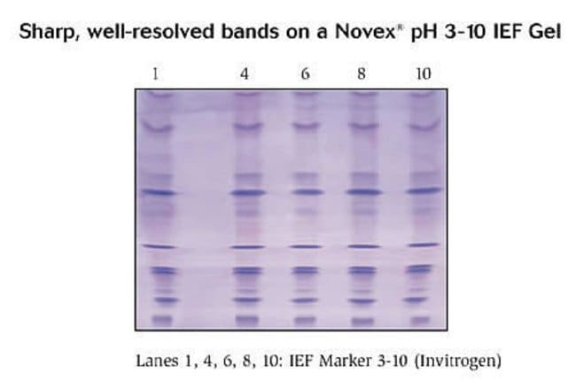 IEF Marker 3-10 run on a Novex® 3-10 IEF Gel.