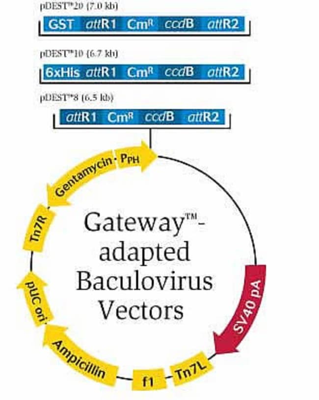 Baculovirus Expression System with Gateway Technology - Thermo Fisher