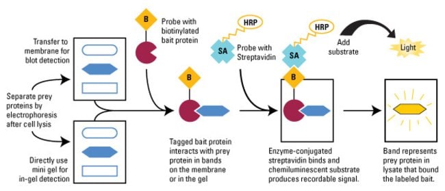 Protocol scheme for the Far-Western Blot Kit for Biotinylated Proteins