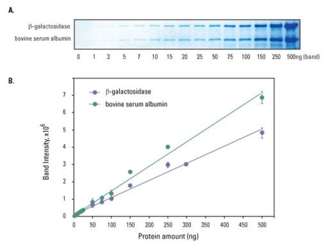PageBlue Protein Staining Solution is sensitive and has a broad, linear dynamic range