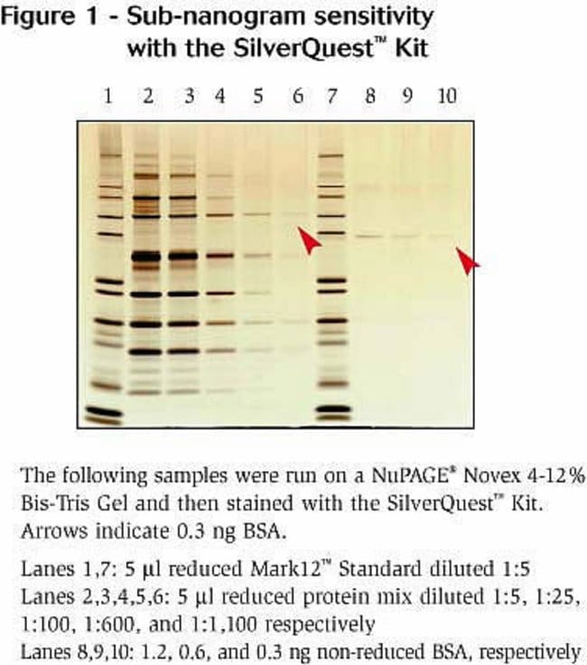 Sub-nanogram sensitivity with the SilverQuest&trade; Silver Staining Kit.