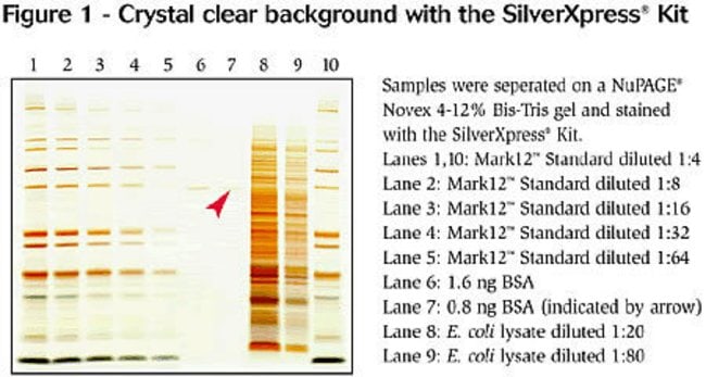 Crystal clear background with the SilverXpress&reg; Silver Staining Kit.