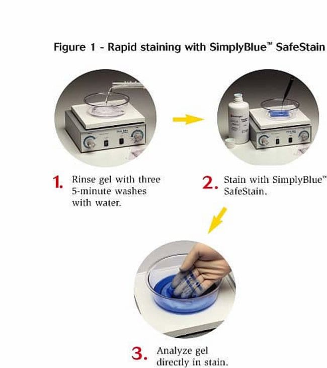 Rapid staining with SimplyBlue™ SafeStain.