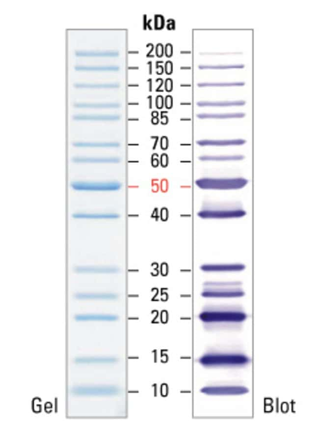 thermo fisher pageruler prestained protein ladder - www.zhambyl.rntb.kz.