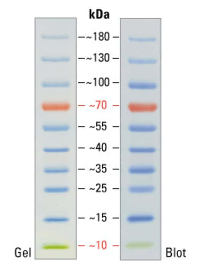 https://assets.thermofisher.com/TFS-Assets/LSG/figures/26616-ladder-002.jpg-650.jpg