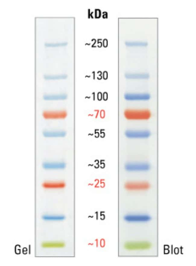 Protein Ladder Sds Page - page