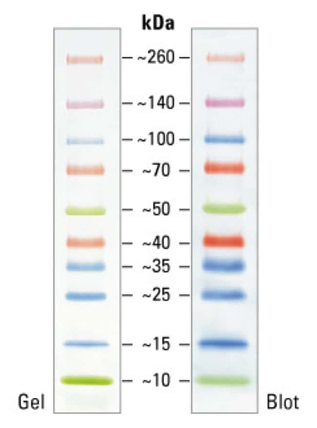 SDS-PAGE band profile of the Spectra Multicolor Broad Range Protein Ladder.