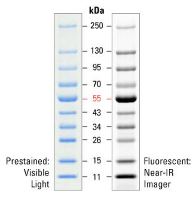 SDS-PAGE band profile of the PageRuler Prestained NIR Protein Ladder.