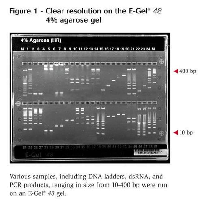 Clear resolution on the E-Gel® 48 4% agarose gel.
