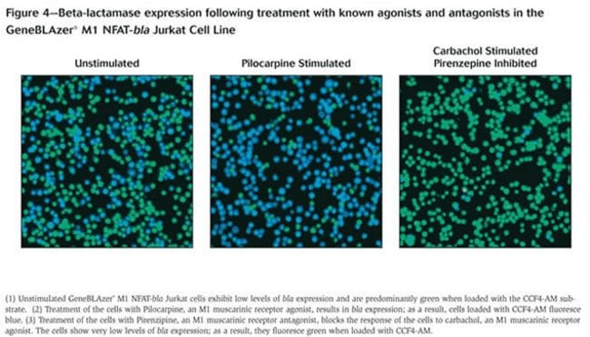 Figure 4 - Beta-lactamase expression following treatment with known agonists and antagonists in the GeneBLAzer&reg; M1 NFAT-bla Jurkat Cell Line