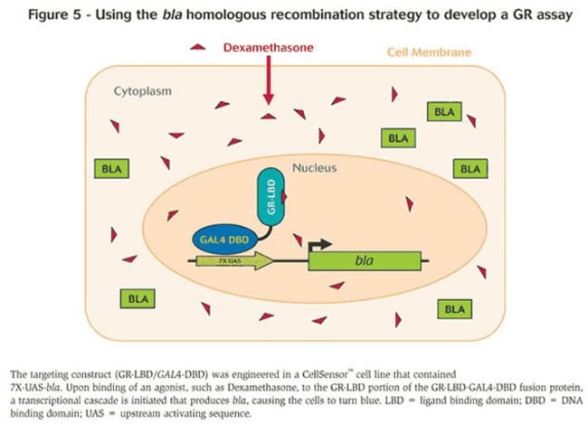 Figure 5 - Using the bla homologous recombination strategy to develop a GR assay