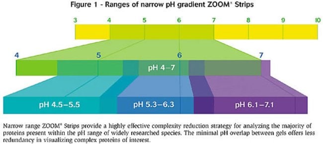 ZOOM™ IPG Strip pH 6-10