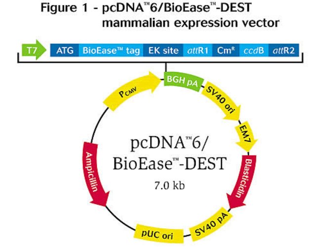 PcDNA6 BioEase Gateway Biotinylation System - Thermo Fisher Scientific