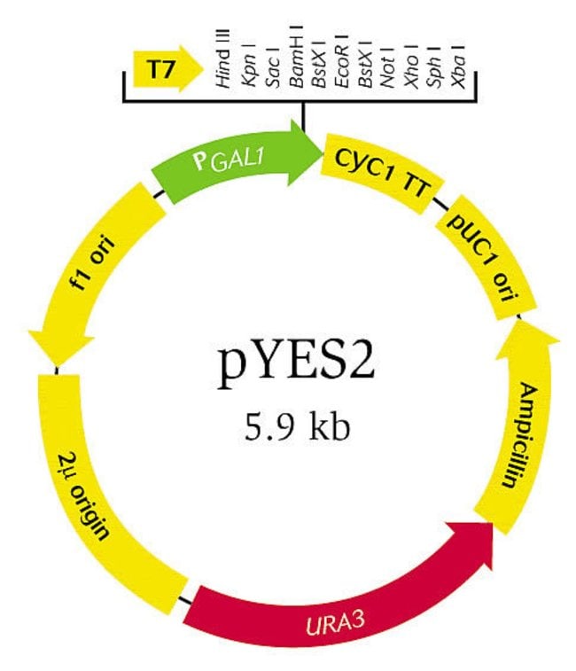 pyes2-yeast-expression-vector-thermo-fisher-scientific