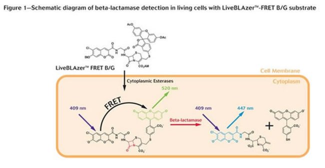 Figure 1 - Schematic diagram of beta-lactamase detection in living cells with LiveBLAzer&#153;-FRET B/G substrate