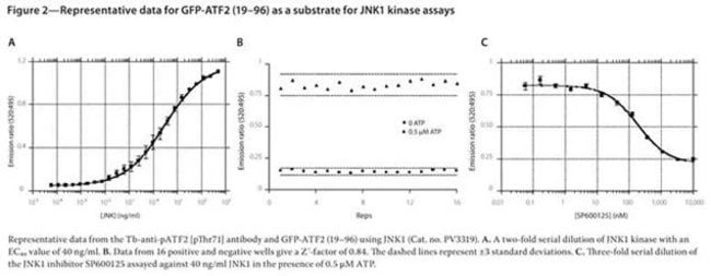 Figure 2 - Representative data for GFP-ATF2 (19-96) as a substrate for JNK1 kinase assays