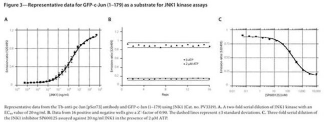 Figure 3 - Representative data for GFP-c-Jun (1-179) as a substrate for JNK1 kinase assays