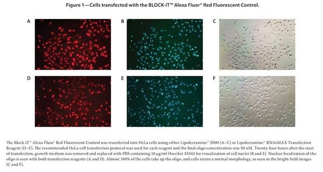 Figure 1 - Cells transfected with the BLOCK-iT™ Alexa Fluor® Red Fluorescent Control.