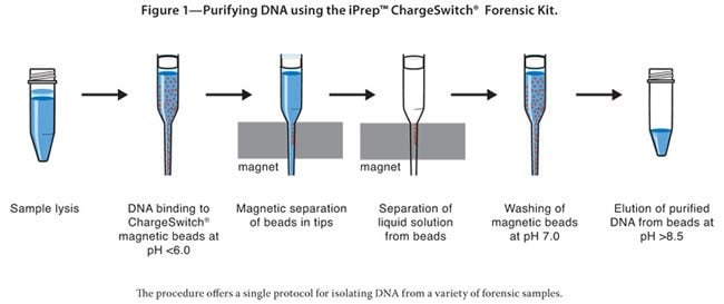 Figure 1—Purifying DNA using the iPrep™ ChargeSwitch® Forensic Kit.