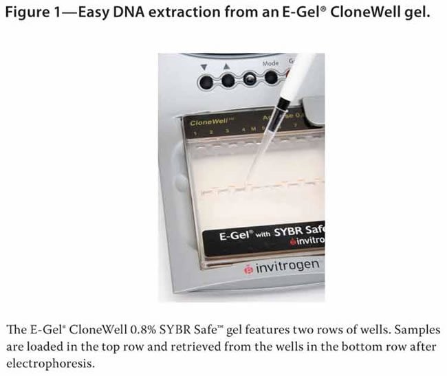 EGel CloneWell Agarose Gels with SYBR Safe DNA Gel Stain, 0.8