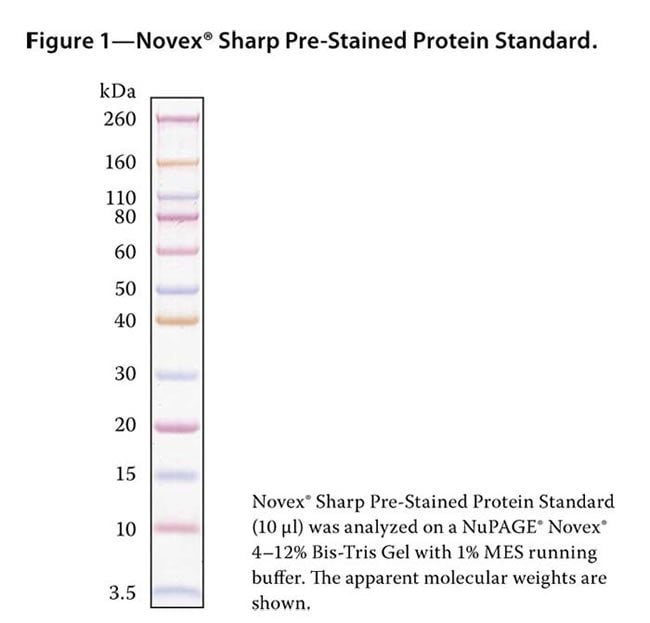 Prestained protein marker, broad range is a mixture of purified proteins co...