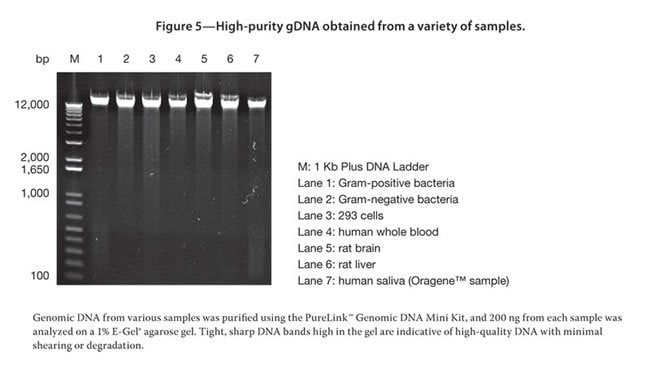 High-purity gDNA obtained from a variety of samples.