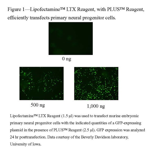 Lipofectamine® LTX Reagent, with PLUS™ Reagent, efficiently transfects primary neural progenitor cells
