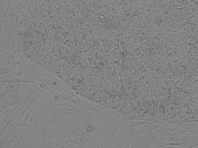 Sample Image (H9 Embryonic Stem Cells):