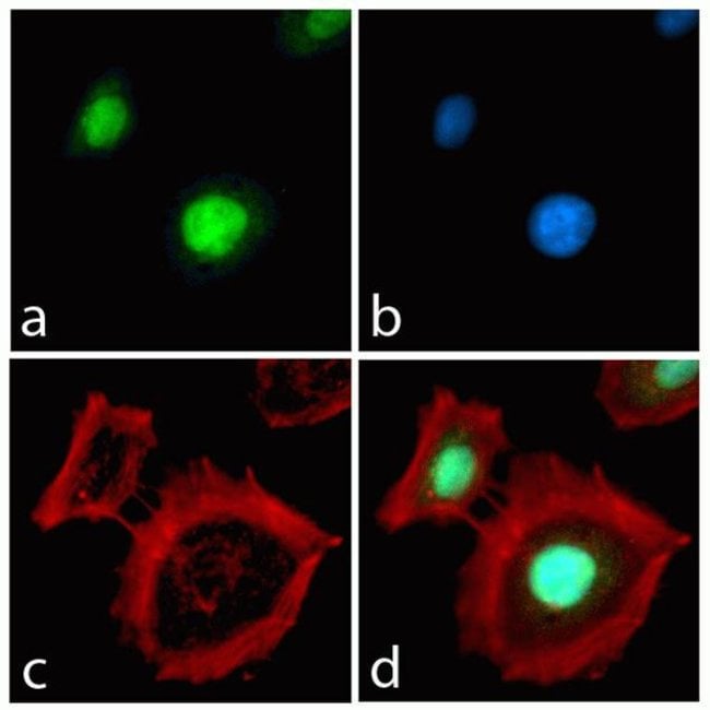 Immunocytochemistry analysis of HeLa cells stained with Rex1 ABfinityâ„¢ Recombinant Rabbit Monoclonal Antibody, using (A) Alexa FluorÂ® 488 Goat Anti-Rabbit was used as secondary (green). (B) DAPI was used to stain the nucleus (blue) and (C) Alexa FluorÂ® 594 phalloidin was used to stain actin (red). (D) Composite image of cells showing nuclear localization of Rex1.