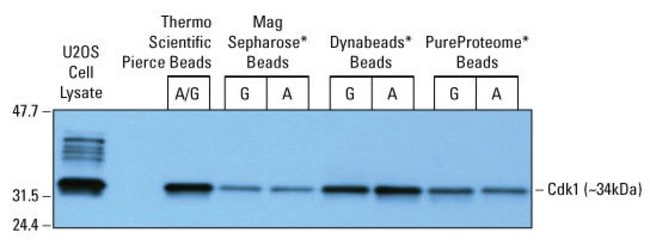 Higher IP yield with Protein A/G beads compared to Protein A or Protein G beads