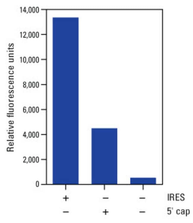 IRES-mediated protein expression is significantly greater than 5' capped mRNA