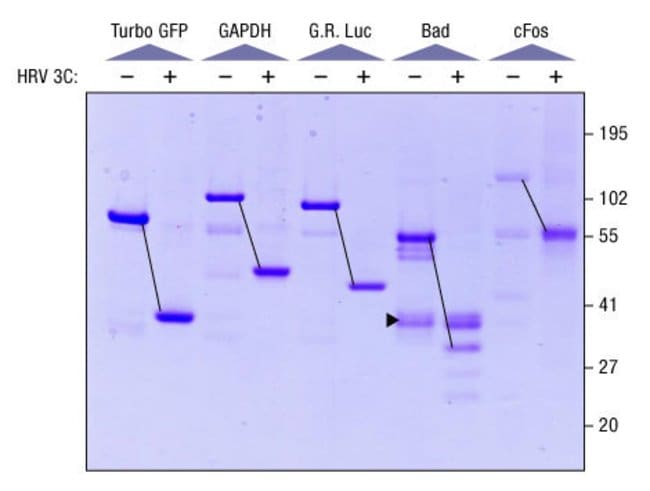 Purification of GST fusion proteins expressed by the 1-Step Human High-Yield IVT Kit
