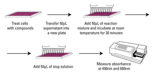 Pierce LDH Cytotoxicity Assay Kit - Thermo Fisher Scientific