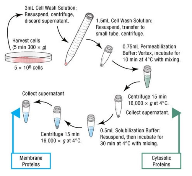 wiedergewinnen Gebären Insgesamt membrane protein western blot protocol