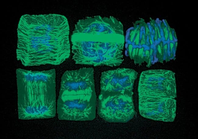 Panel of confocal micrographs showing cells from wheat root tips in seven stages of the cell cycle.