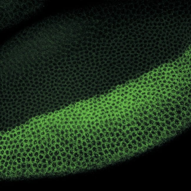 Expression of snail RNA in an early-stage fruit fly embryo visualized by FISH.