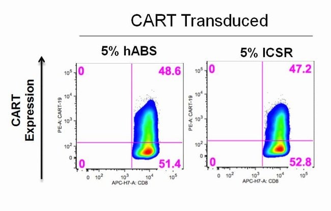 CAR transduction efficiency of expanded T cells